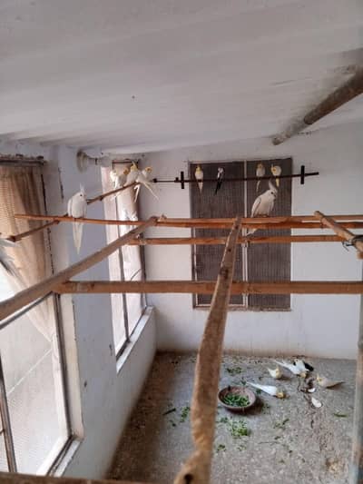 cocktail colony for sale