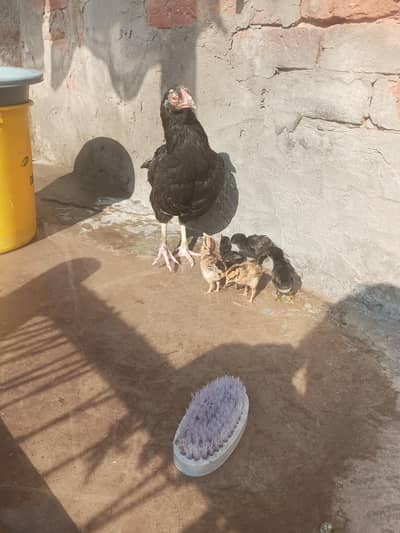 5 cheks  ful black madi