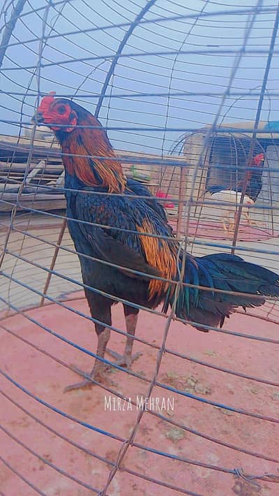 thai pakoya breed for sale