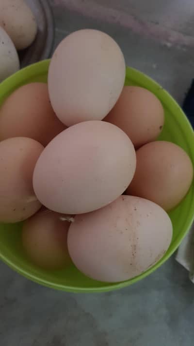 black muska just eggs available hn