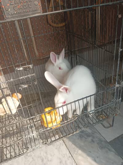 rabbit  for sale 1900