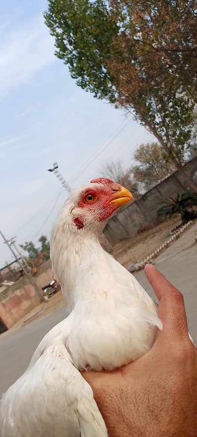 long tail parrot beak patha watsaap 0316/69/56/464