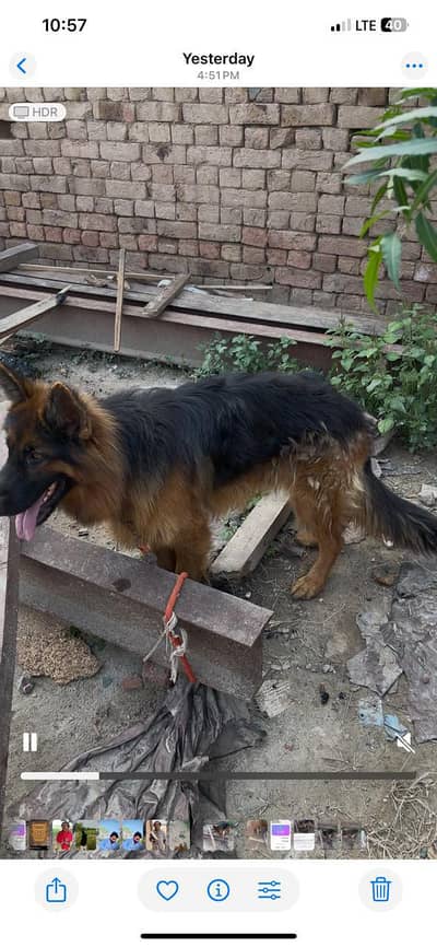 German shepherd  male