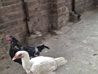 heera aseel ghr k ply hwy