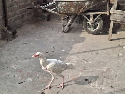 heera aseel ghr k ply hwy