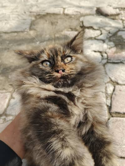Persian cat kitten 3rpl cotted for sale