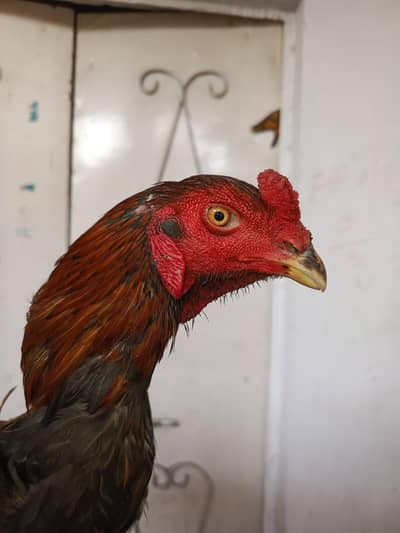 burmi plus pakoya male burmi plus pakoya madi good quality