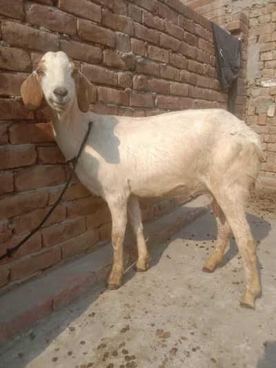 dasi bakri for sale hy