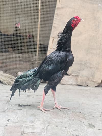 Aseel lasani Mushka murgha