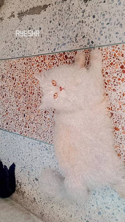 Female triple coat Persian cat for sale.