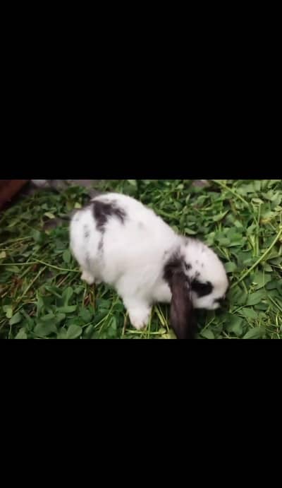 Holland lop hotot or desi