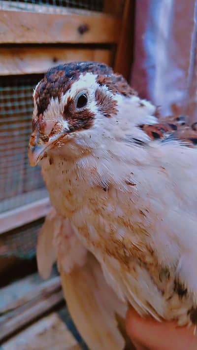 Tuxedo, English White, & Tibetan Quails For Sell.