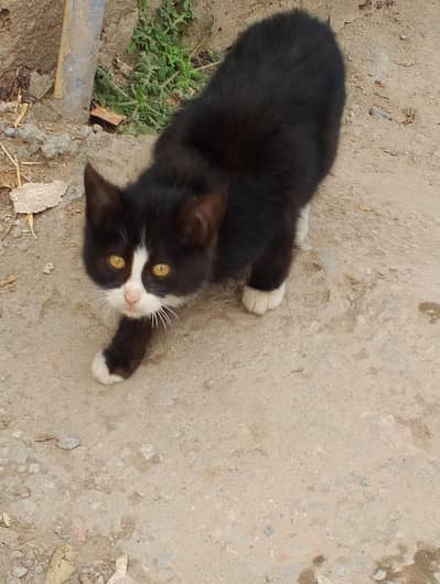 beautiful cat female