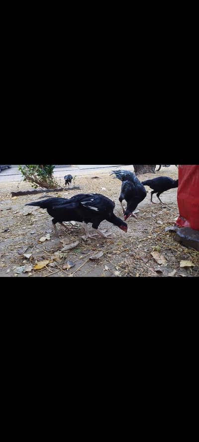 3 mushka aseel pathian for sale , watsaap 0316/69/56/464