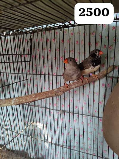 mutation finch bird. white Java. Australian parrots