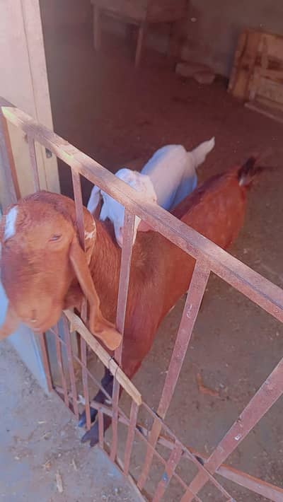 beetal or rajanpuri pure