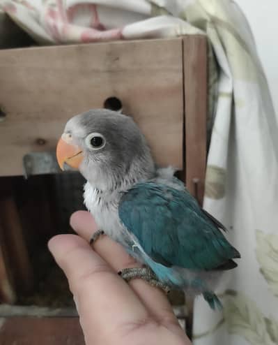 Hand Tam chicks and Breeder female