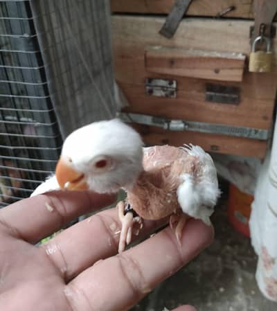 Hand Tam chicks and Breeder female