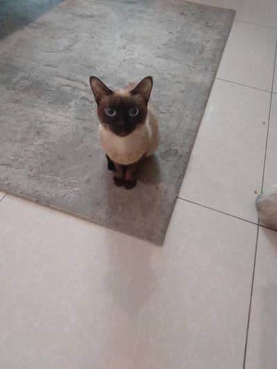 siami cat mother with kitten s