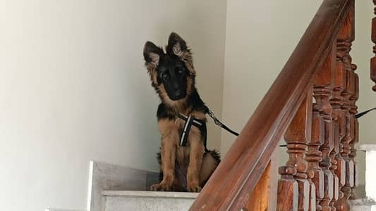 German shepherd long coat