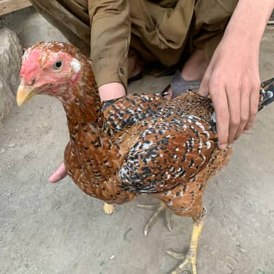 hen for sale hai