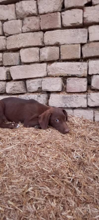 original English pointer dog