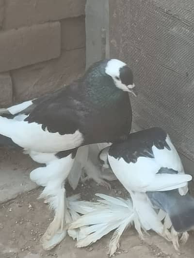 Black magapai  Pigeons |  kabotar | کبوتر | Pigeons for sale