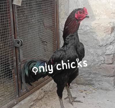 Thai pokeya chicks available  0310/77/20/900 WhatsApp