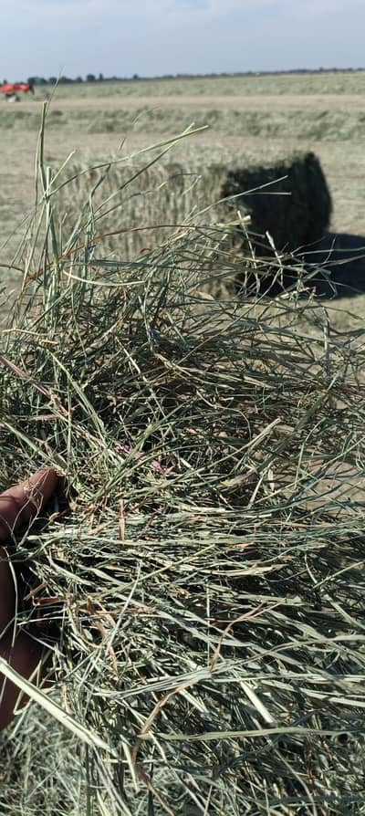 Rhode grass available in every country