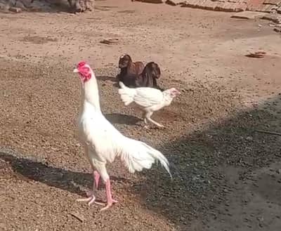 high quality Heera bird