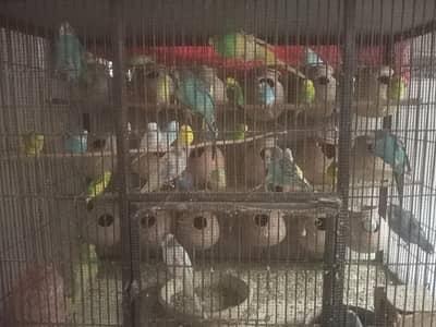 all birds are active and no feather damages