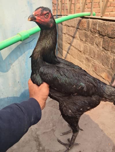 high quality thi pakoy madi