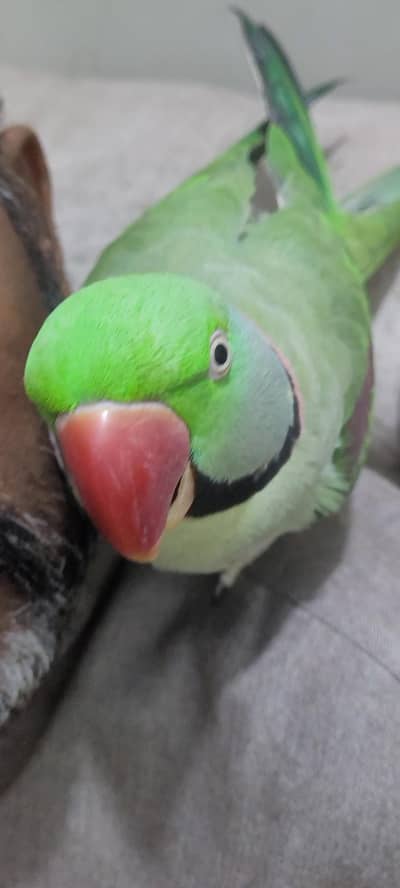 hand tame raw parrot