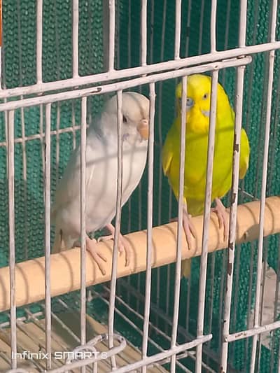 1 Pair Heavy 2 Female Full Tiyar Or Aik Bacha  For Sale Hain