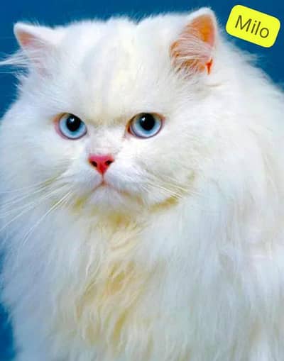 Persian American Cat