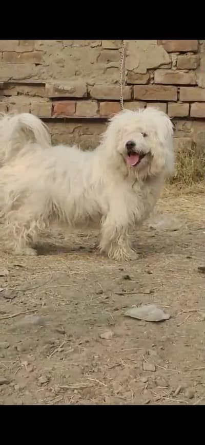 Poodle puppy  | High Quality | Imported poodle dog for sale