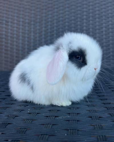 Holland lop bunnies