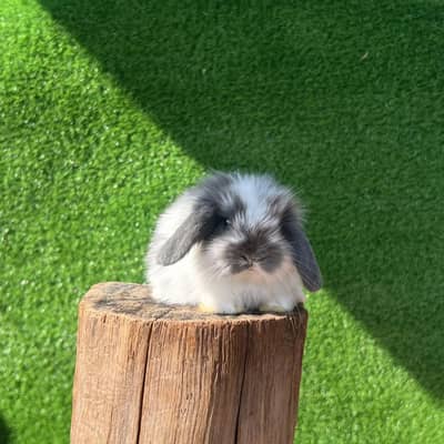 Holland lop bunnies