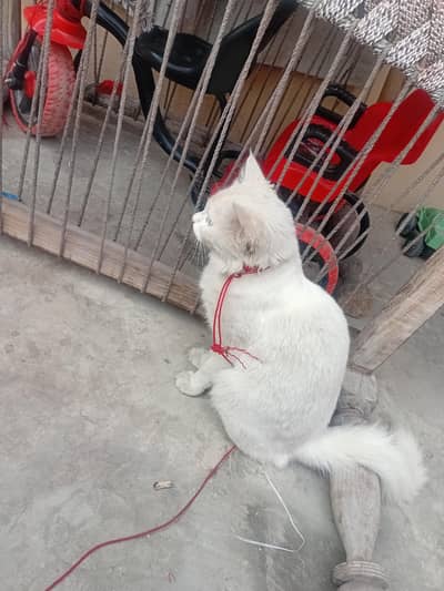 Turkish cat long hair 2 eyes