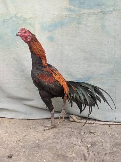 Tart,pokye,hint,japni,thaii