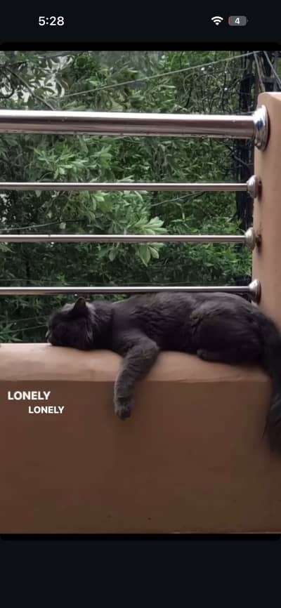 Semi punch face (Male)