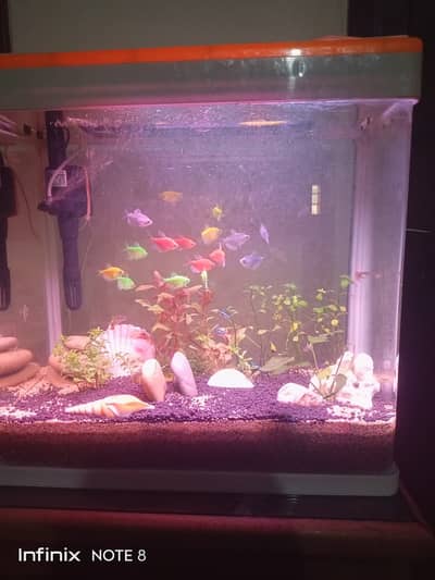 Acrylic Fish Aquarium ( mint condition ) MJ-M460
