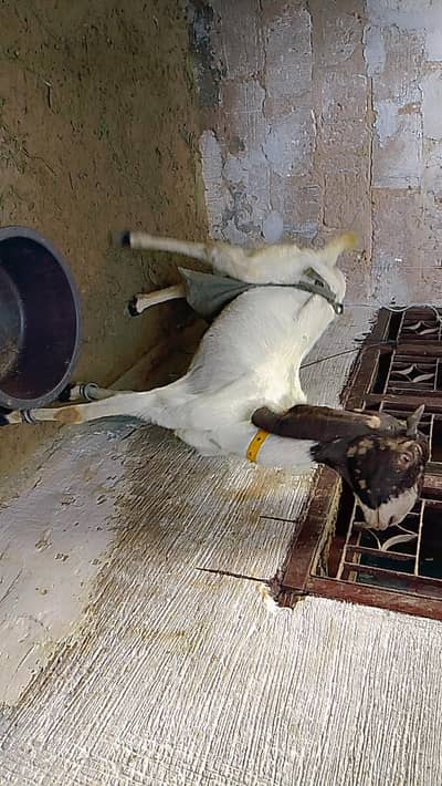 Pateri Bakri with 2 female kids