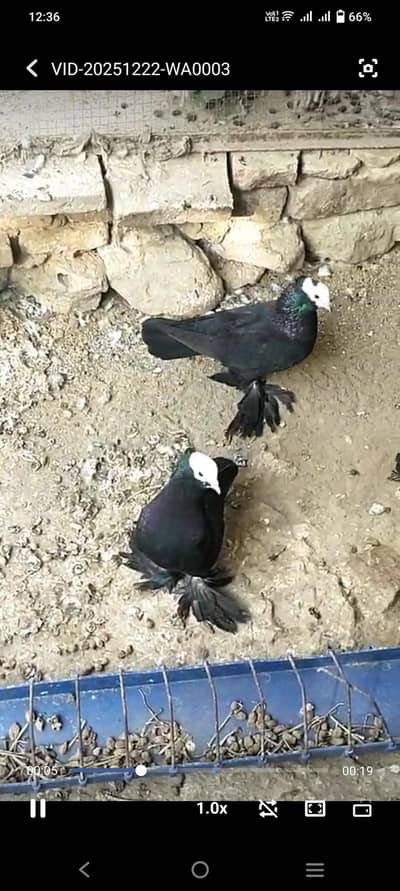 black mukhi breeder Big pemoz black cherry breeder pair for sale