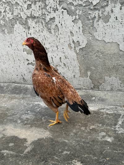 High Qulaity Lakhi Madi