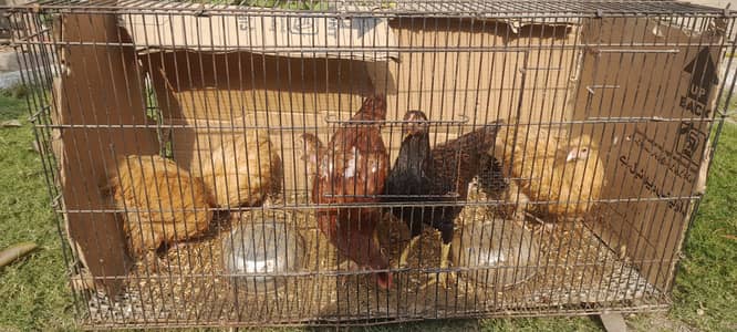 golden buff rir aseel chicks