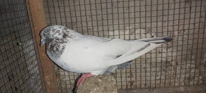 Lakha Male For Sale.