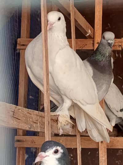 fancy pigeon breading pair