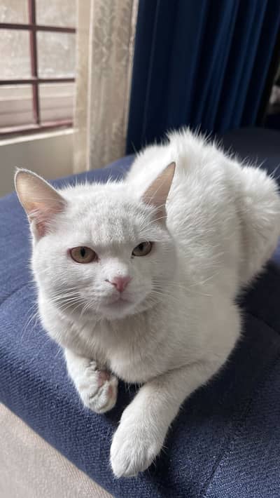 Female Persian kitten available for sale.