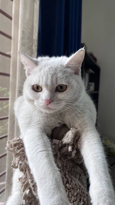 Female Persian kitten available for sale.